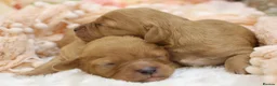 Cavapoo dogs for sale: Heath Tested Cavapoos - Advert 8
