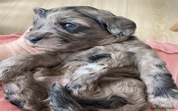 Miniature Poodle dogs for stud:  Chocolate Merle miniature poodle  in York - Image 14