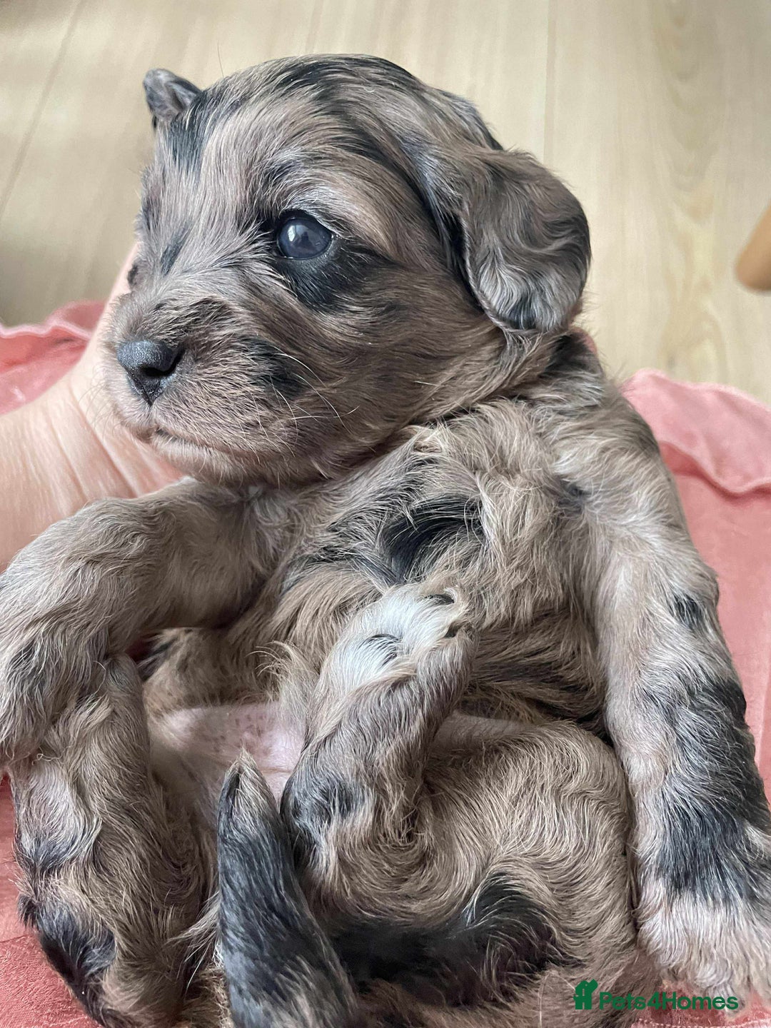 Miniature Poodle dogs for stud:  Chocolate Merle miniature poodle  in York - Image 14