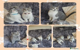 British Shorthair cats for sale: Tica registered british shorthair kittens - Image 11