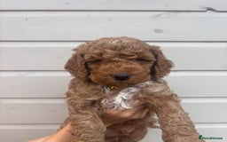 Cockapoo dogs for sale: 🐾 Gorgeous cockapoo puppies🐾 - Image 5