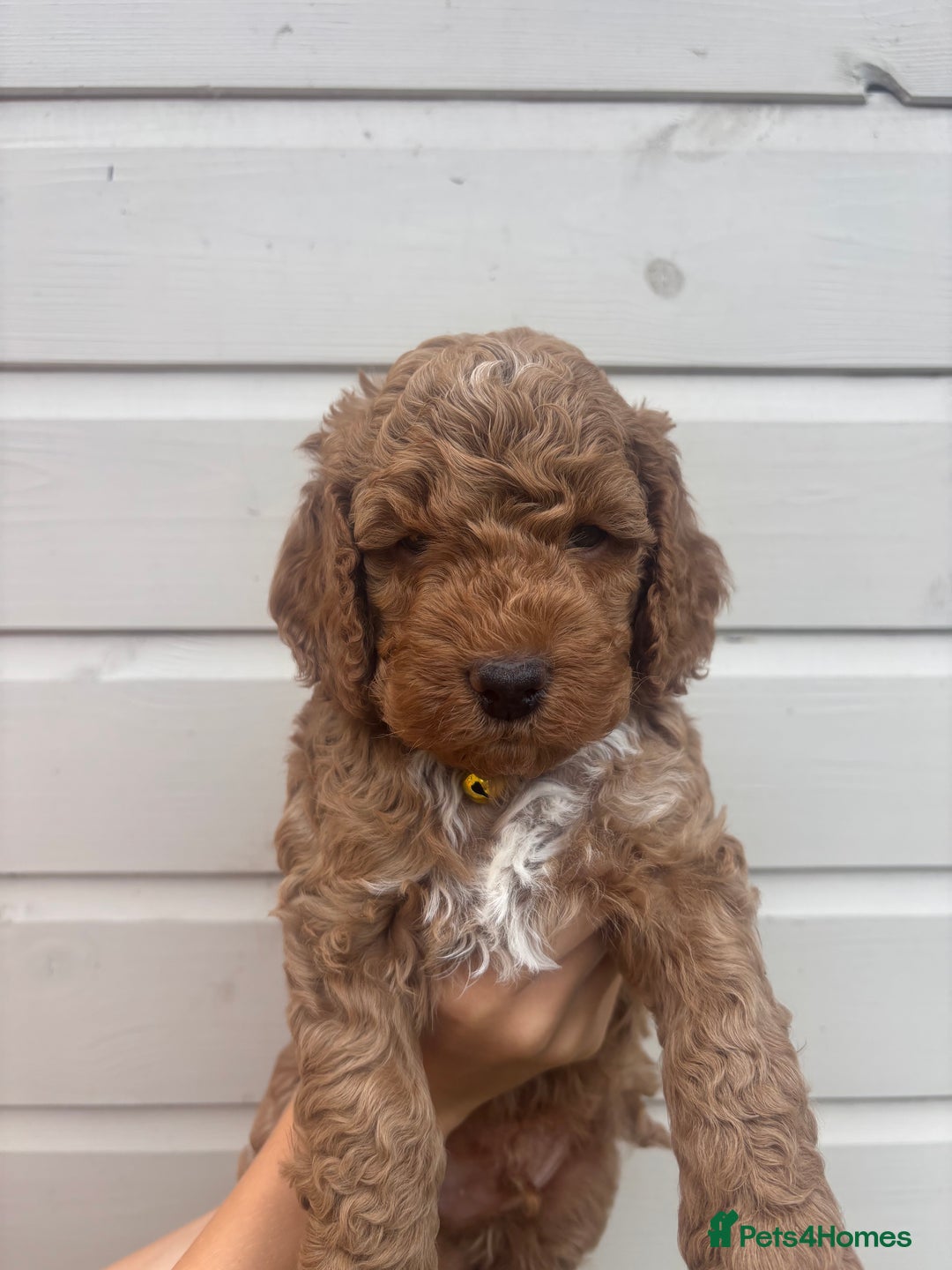Cockapoo dogs for sale: 🐾 Gorgeous cockapoo puppies🐾 - Image 5