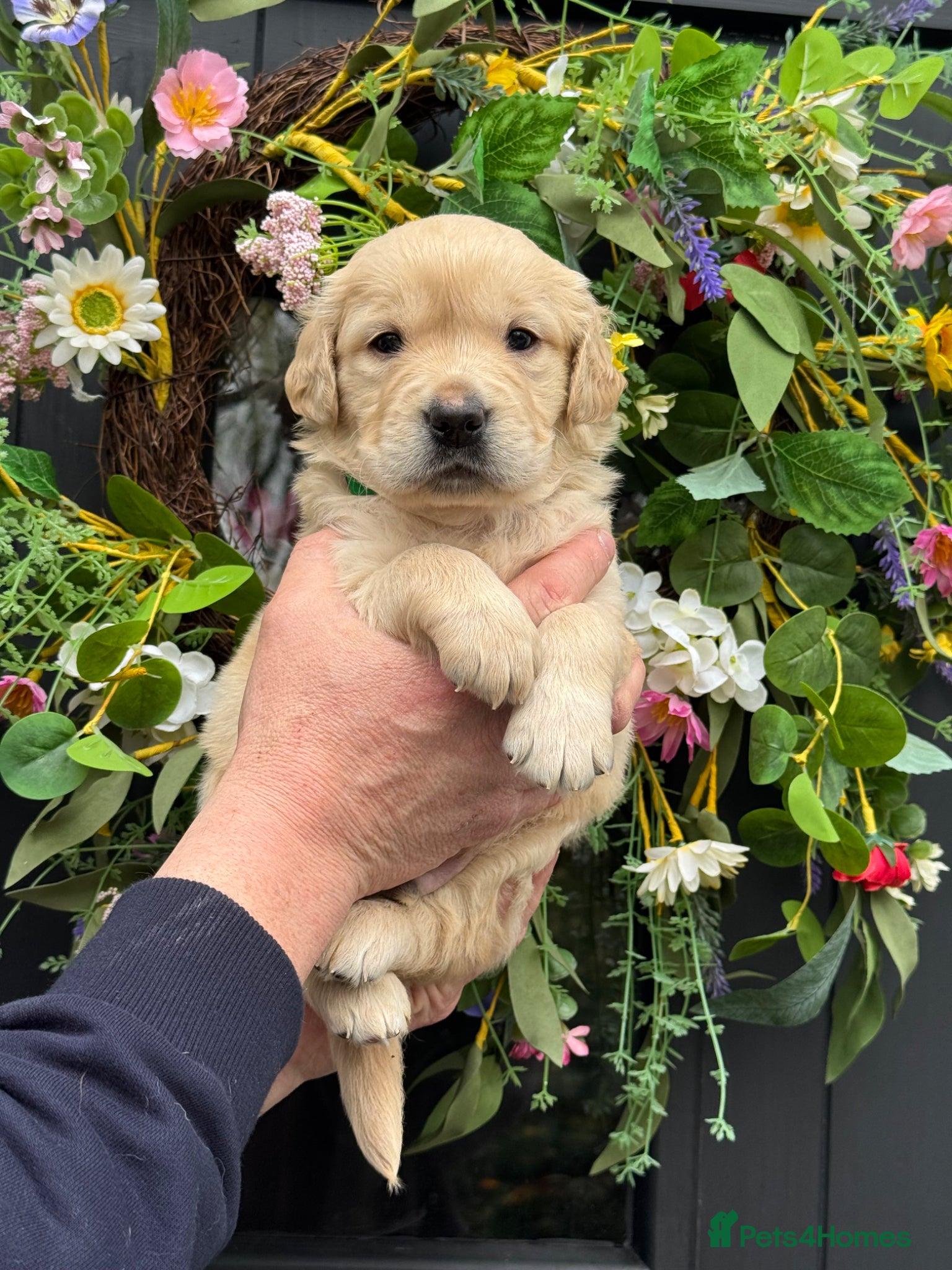 Goldendoodle dogs 7 left mini dna clear Goldendoodle puppies  - Advert 1