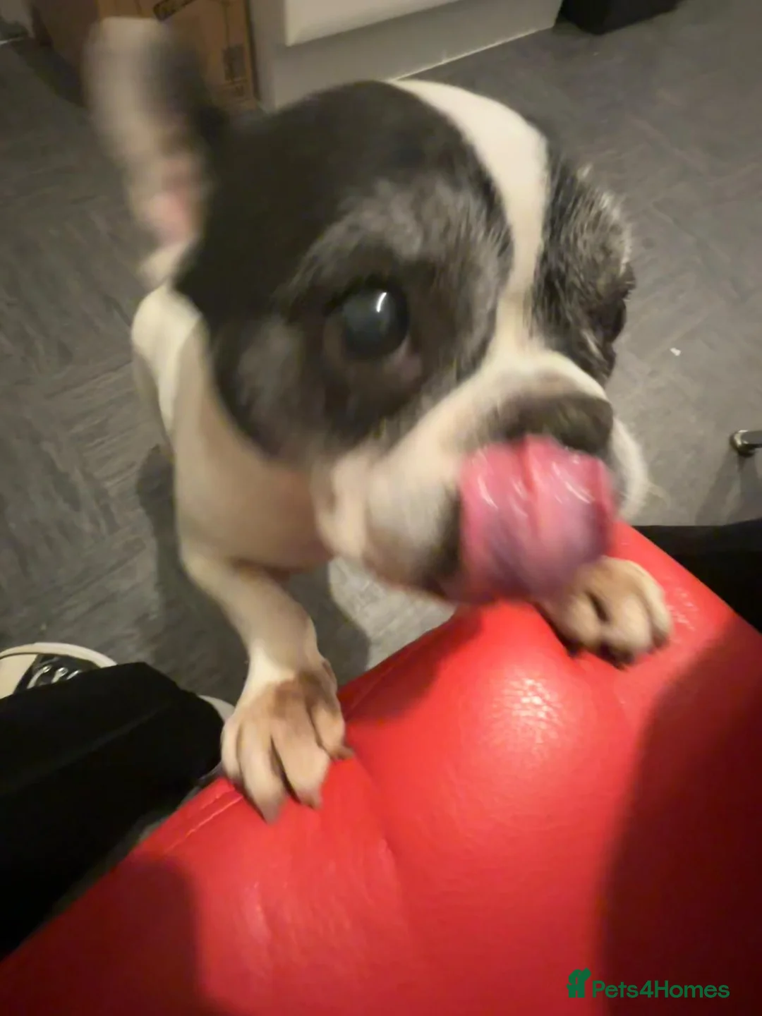 French Bulldog dogs for sale: French Bulldog - 11 years old in Havant - Advert 1