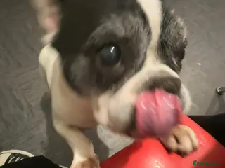 French Bulldog dogs French Bulldog - 11 years old in Havant - Advert 2