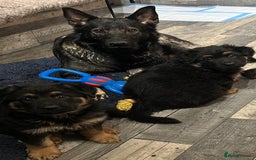 German Shepherd dogs for sale: Gorgeous Male German Shepherd Pup for Sale - Image 5