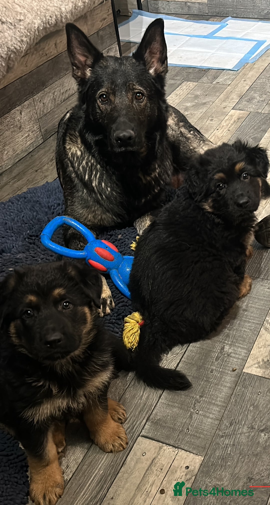 German Shepherd dogs for sale: Gorgeous Male German Shepherd Pup for Sale - Image 5