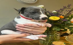 Whippet dogs for sale: 💙 Whippet Puppies – Beautiful Blue Litter 💙 - Image 6
