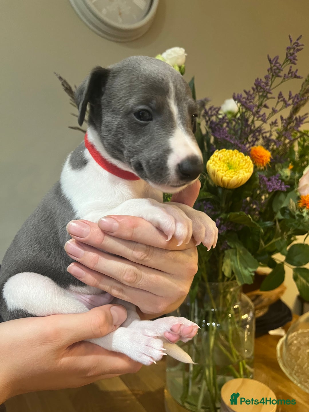 Whippet dogs for sale: 💙 Whippet Puppies – Beautiful Blue Litter 💙 - Image 6