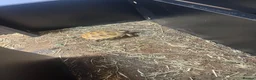 Tortoise reptiles for sale: 2025 Horsefield tortoise with full set up for sale - Advert 6