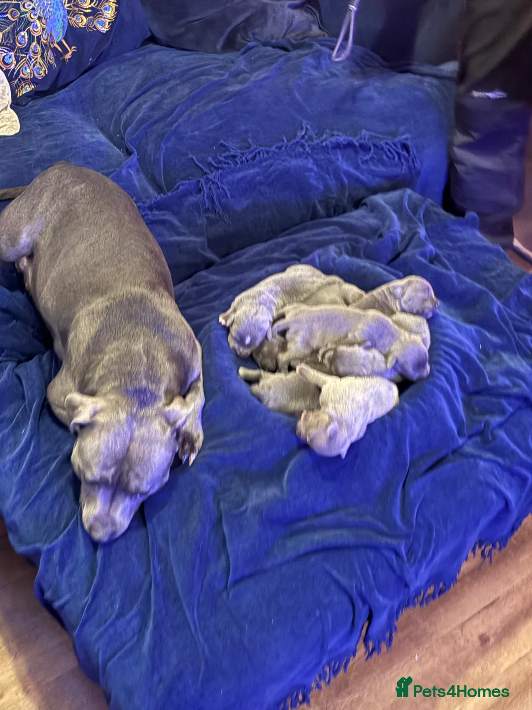 Staffordshire Bull Terrier dogs for sale: Blue Staffordshire bullterrier Puppies  - Advert 7