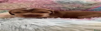 Cocker Spaniel 3