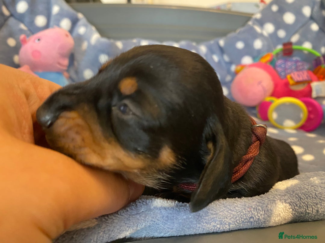 Miniature Dachshund dogs for sale: TRUE MINIATURE DACHSHUND PUPPIES  - Image 11