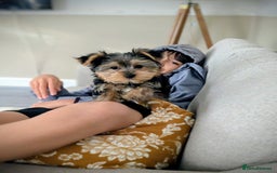 Yorkshire Terrier dogs for sale: 3 Male Yorkshire terriers left  - Image 26