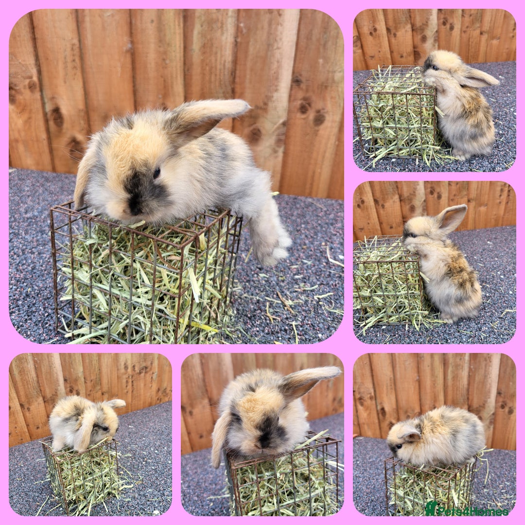 Mini Lop rabbits for sale: Mini lops - Image 3