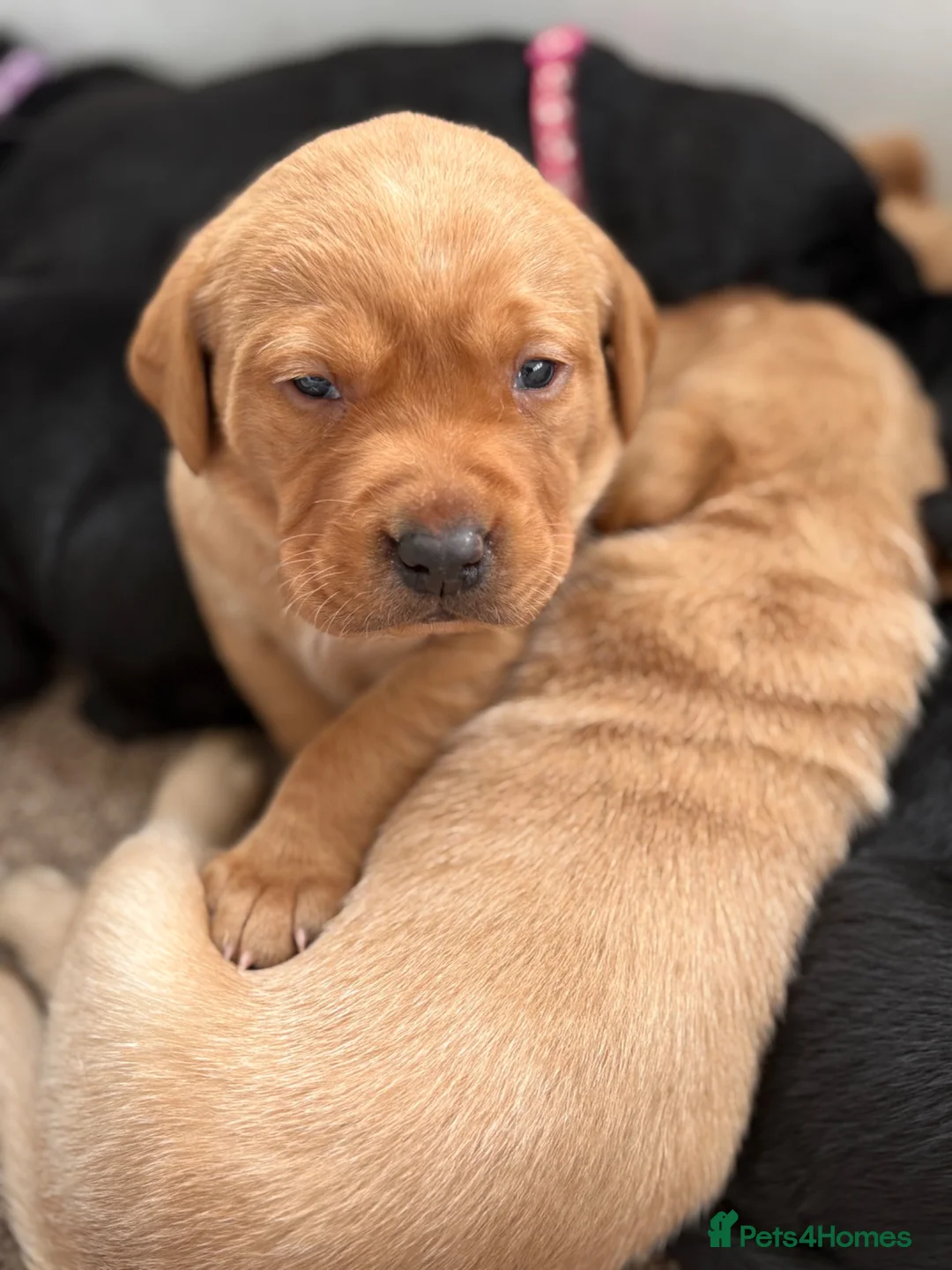 Labrador Retriever dogs for sale: KC Labrador Puppies - Advert 13