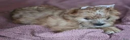 Yorkshire Terrier dogs for sale: Yorkshire terriers looking for their forever home  - Advert 9