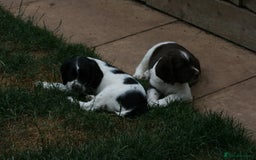 English Springer Spaniel dogs for sale: Family bred and home reared.  - Image 4