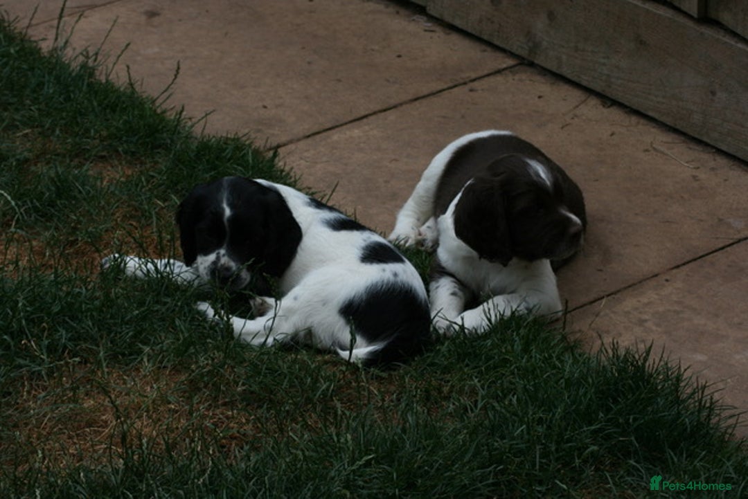 English Springer Spaniel dogs for sale: Family bred and home reared.  - Image 4