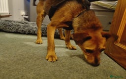Mixed Breed dogs for adoption: Our lovely Angie, available for cuddles - Image 3