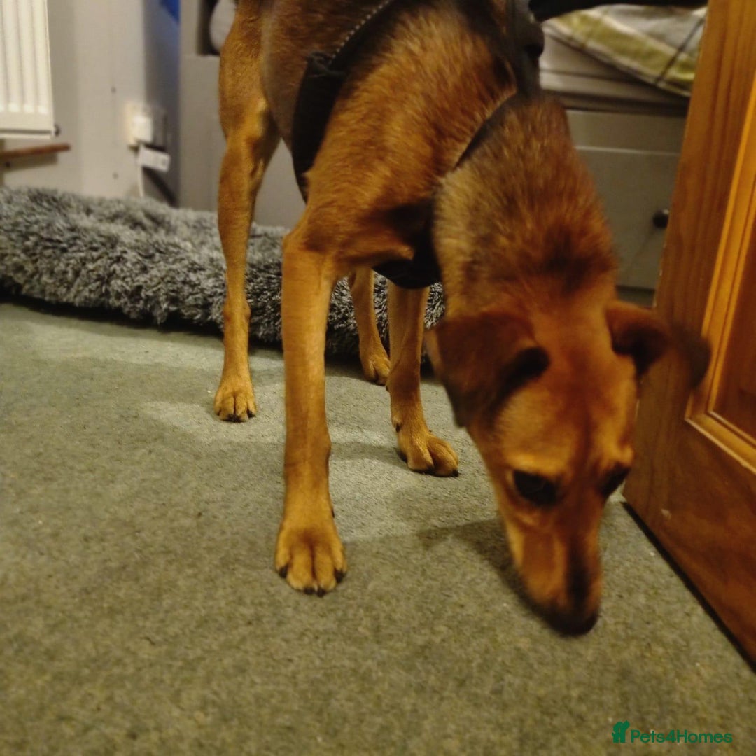 Mixed Breed dogs for adoption: Our lovely Angie, available for cuddles - Image 3