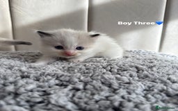 Ragdoll cats for sale: Five Beautiful Pure Breed Ragdoll Kittens🤍 - Image 24