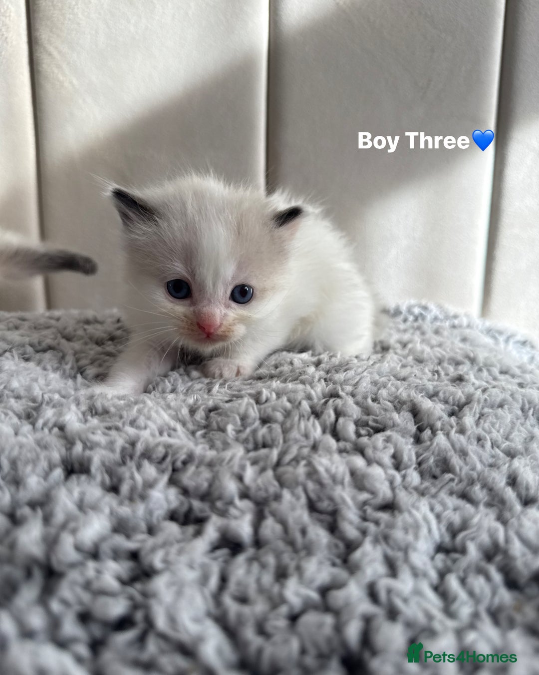 Ragdoll cats for sale: Five Beautiful Pure Breed Ragdoll Kittens🤍 - Image 24