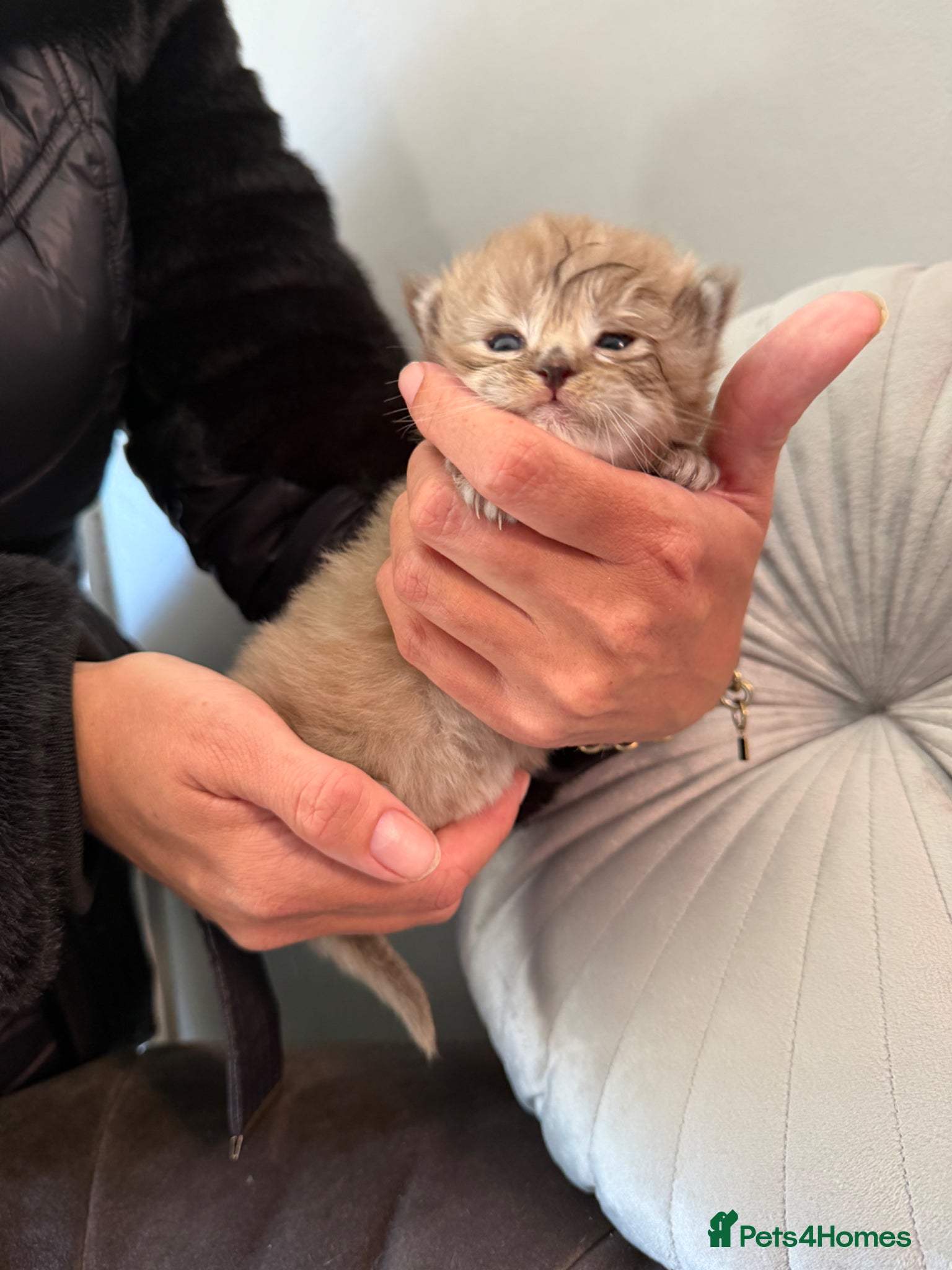 Maine Coon cats for sale: G mainecoon babies  - Advert 1