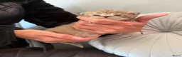 Maine Coon cats for sale: G mainecoon babies  - Advert 1