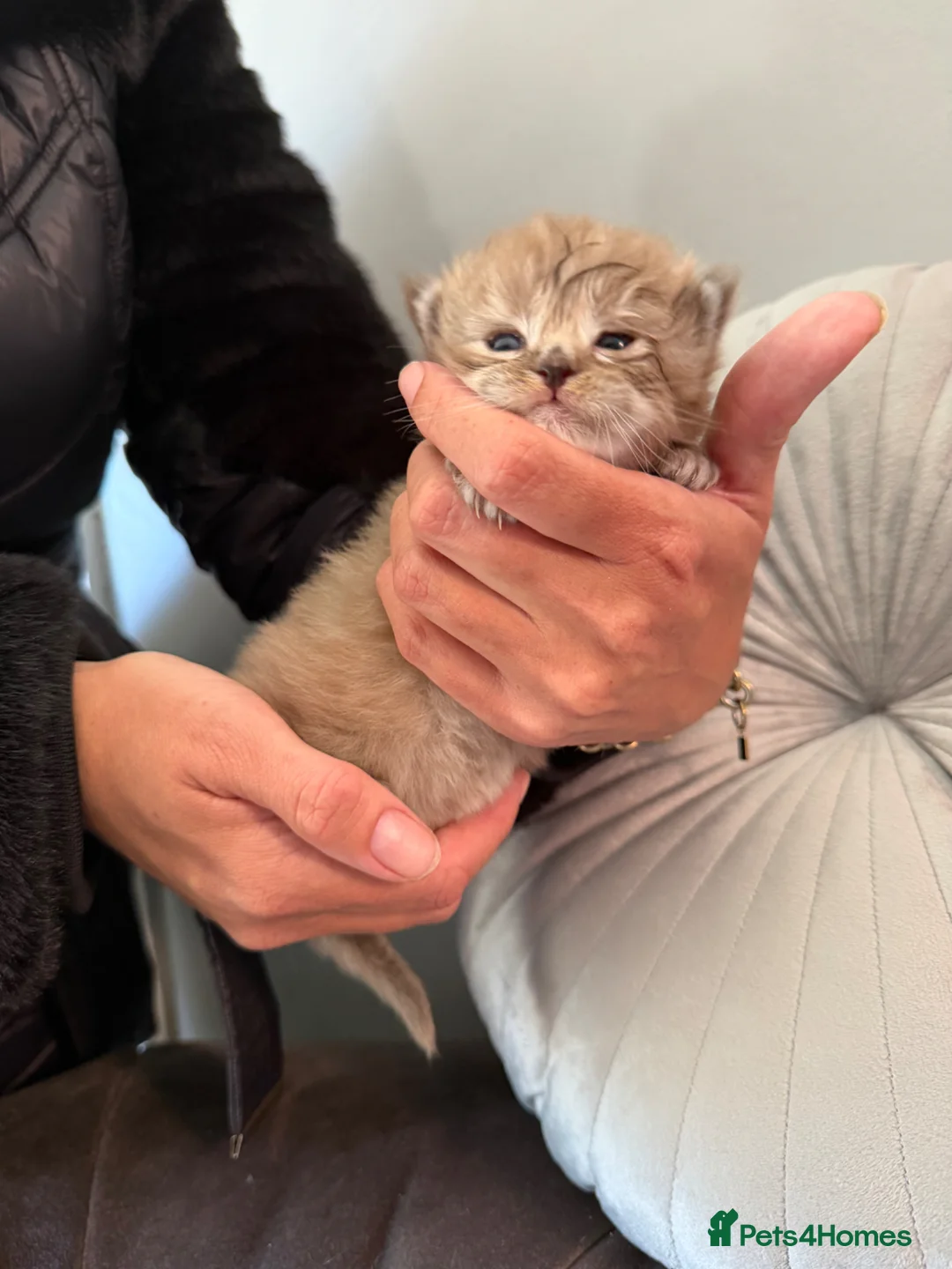 Maine Coon cats for sale: G mainecoon babies  - Advert 1