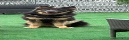 Mixed Breed dogs for sale: Adorable puppies - Advert 3