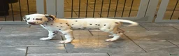 Dalmatian dogs for sale: Only 1 boy available  - Advert 3