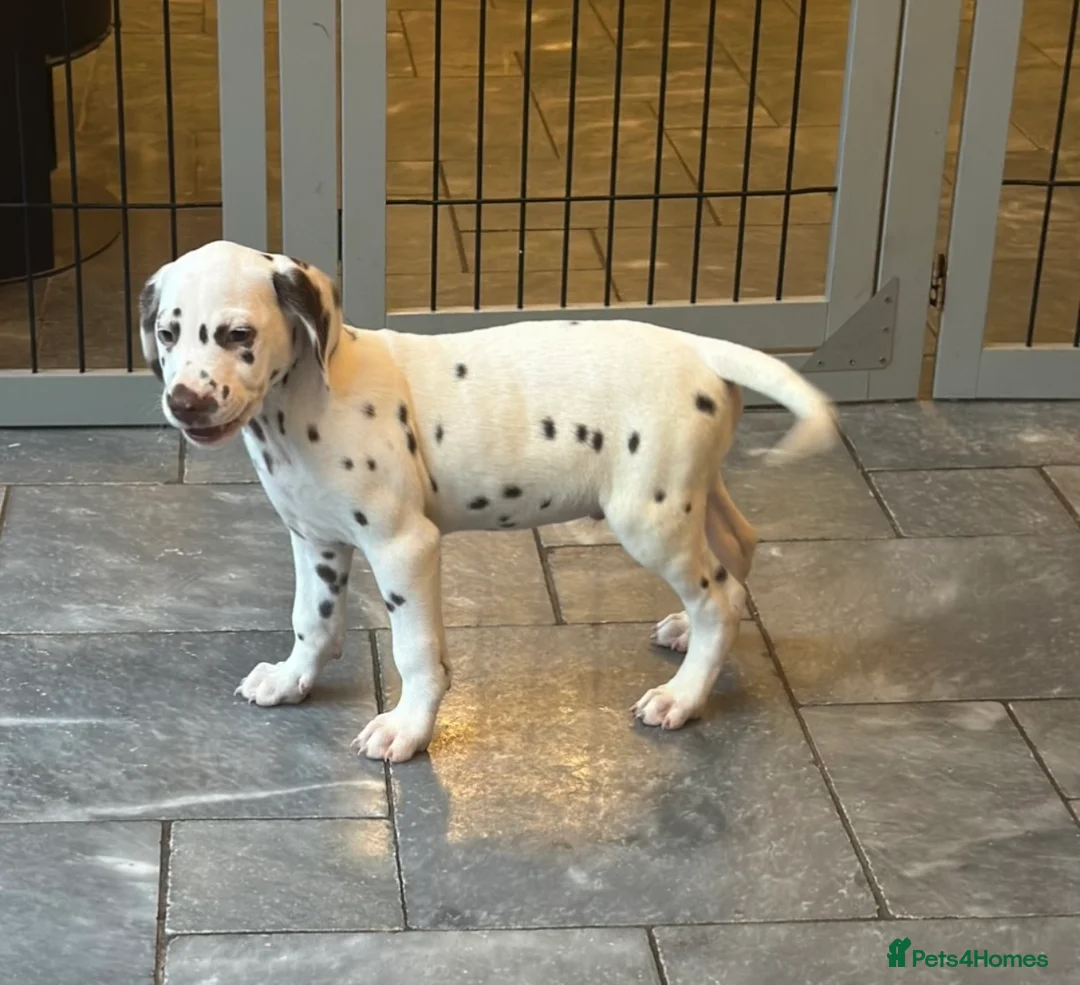 Dalmatian dogs for sale: Only 1 boy available  - Advert 3