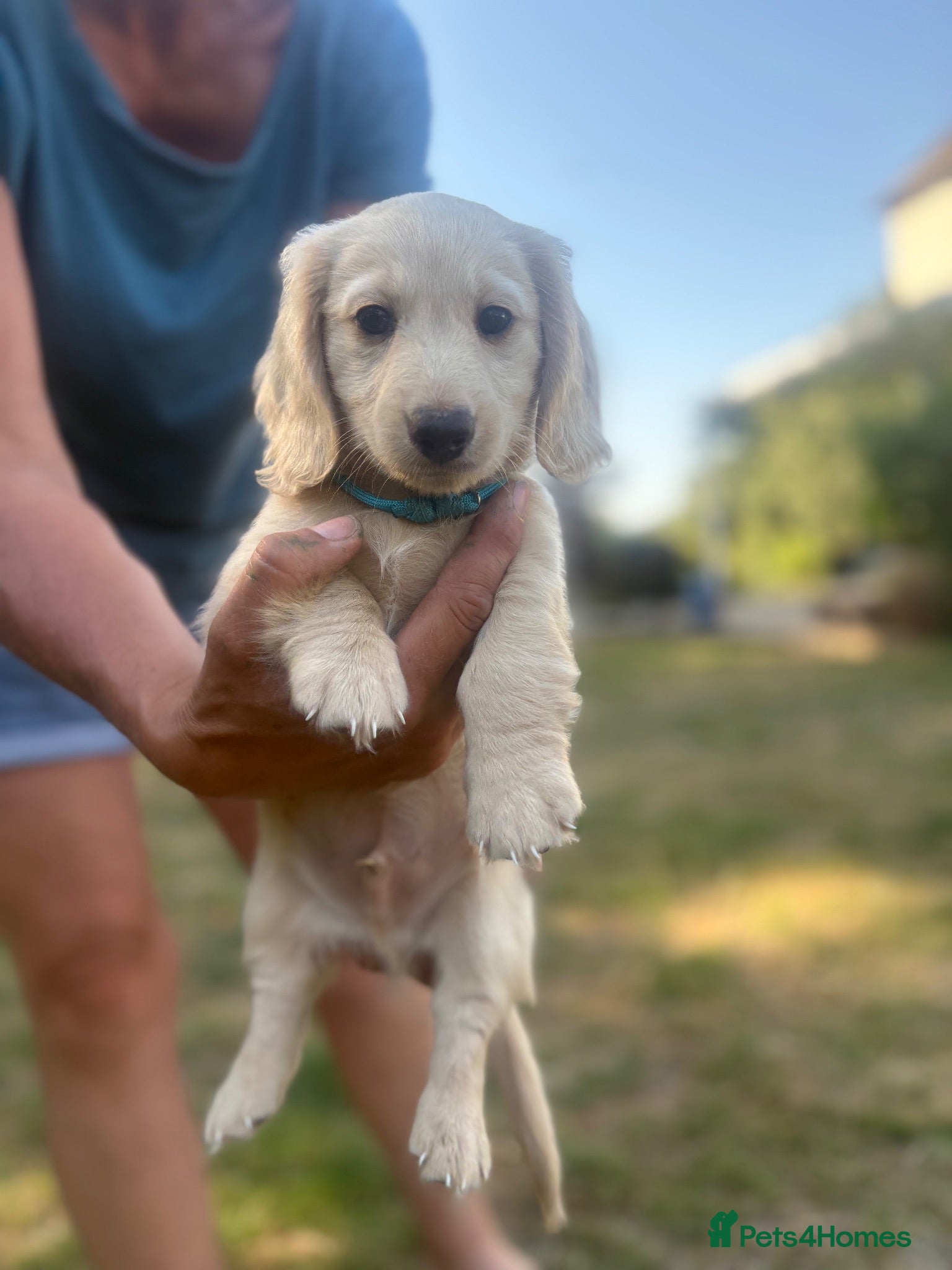 Miniature Dachshund dogs Beautiful Cream miniature Dachshund   - Advert 1