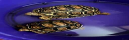 Tortoise reptiles for sale: Leopard Tortoise Babies,Rare HighWhites/ Standard  - Advert 3