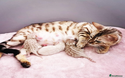 Bengal cats for sale: 🖤🤎🧡🤍Bengal sisters🤍🧡🤎🖤 - Image 11