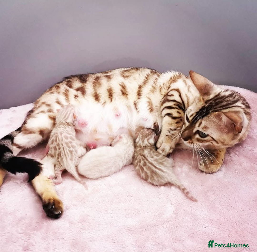 Bengal cats for sale: 🖤🤎🧡🤍Bengal sisters🤍🧡🤎🖤 - Image 11