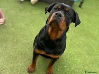 Rottweiler dogs Purebred Rottweiler Puppies Family Companions - Advert 6