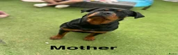 Rottweiler dogs for sale: Purebred Rottweiler Puppies ready to leave  - Advert 1