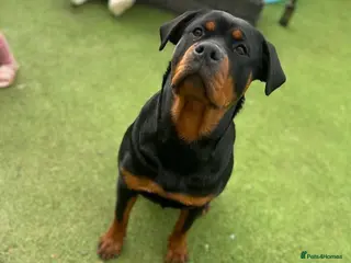 Rottweiler dogs Purebred Rottweiler Puppies Family Companions - Advert 10