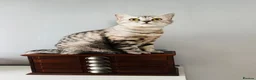 British Shorthair cats for sale: British Shorthair KittenSmoke Tabby  3 Girls 1 Boy - Advert 14