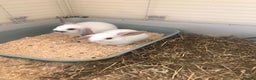 Mini Lop rabbits for sale: Baby rabbits  - Advert 5