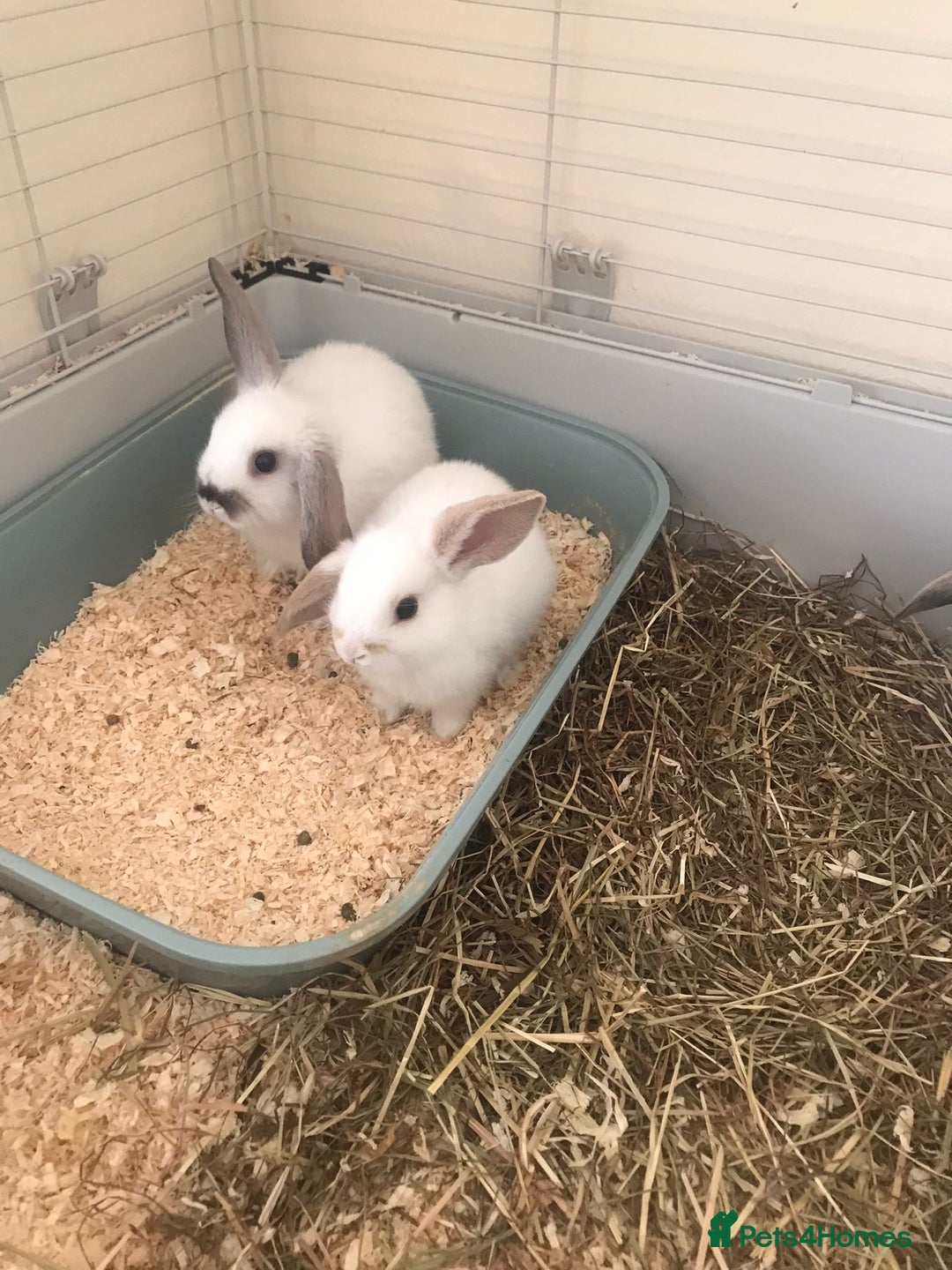 Mini Lop rabbits for sale: Baby rabbits  - Advert 5