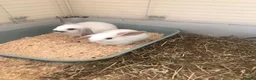 Mini Lop rabbits for sale: Baby rabbits  - Advert 5
