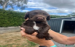 Cocker Spaniel dogs for sale: Quality KC Registered Working Cocker Spaniels - Image 2
