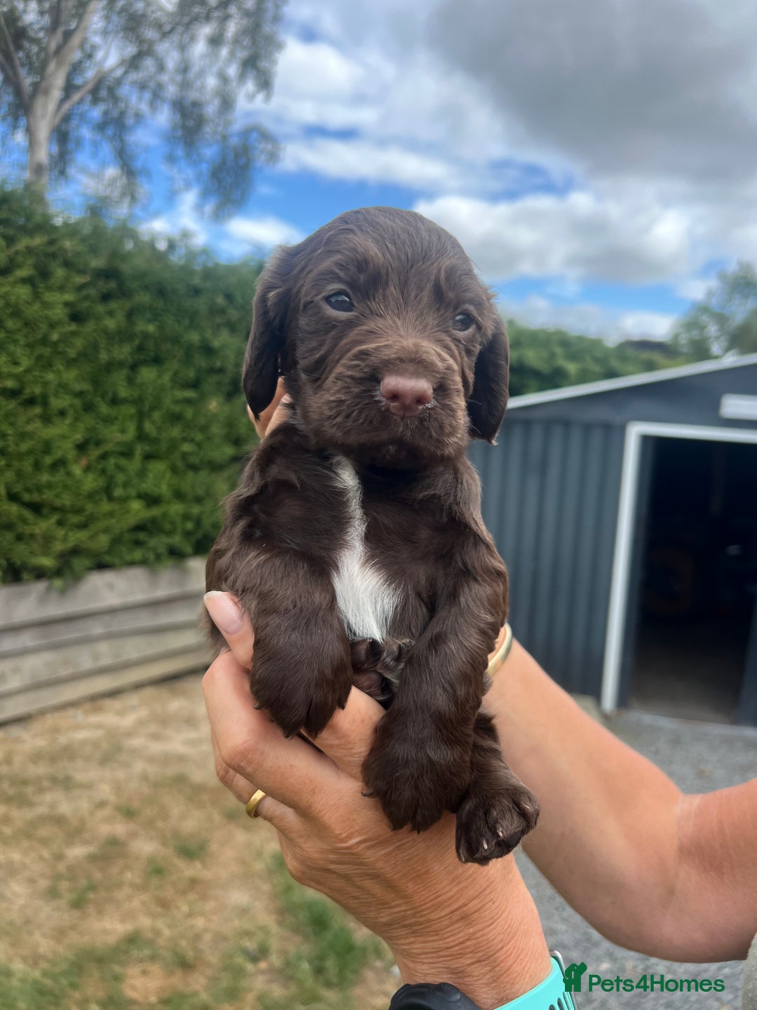 Cocker Spaniel dogs for sale: Quality KC Registered Working Cocker Spaniels - Image 2