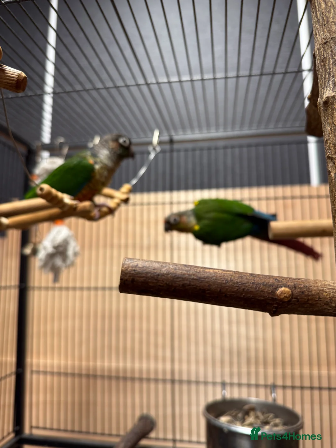 Conures birds for sale: Green Cheek Conures - Advert 3