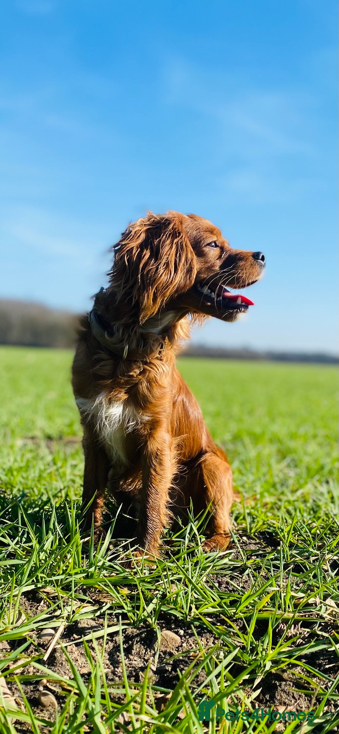 Cavapoo dogs for stud: Cavapoo available for stud  - Advert 3