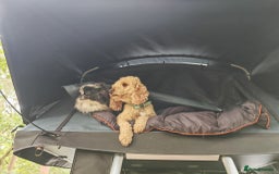 Miniature Poodle dogs for stud: BVA ✅ KC ✅Red ✅Poodle 13” in Pickering - Image 7