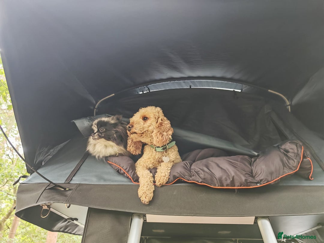 Miniature Poodle dogs for stud: BVA ✅ KC ✅Red ✅Poodle 13” in Pickering - Image 7